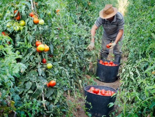 Năng suất cà chua trên 1 sào