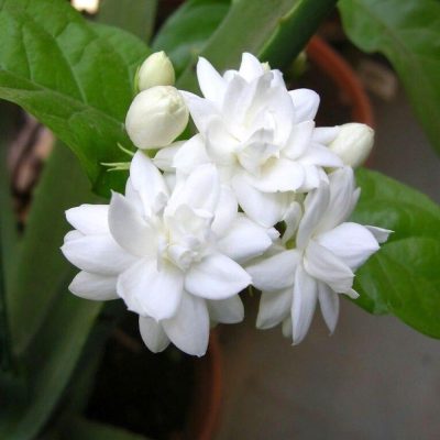 Các giống hoa nhài trong đó có nhóm thân hoa kép