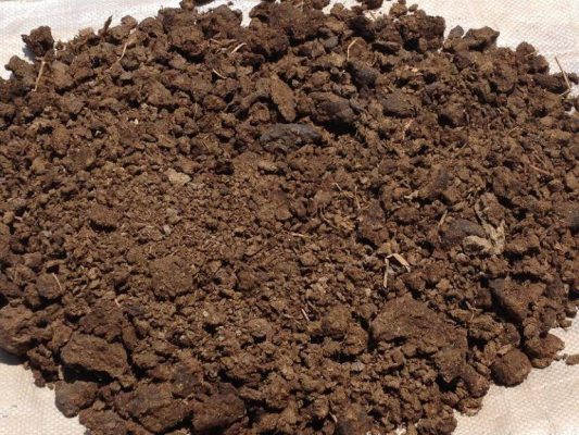 Phân bò được ủ hoai truyền thống