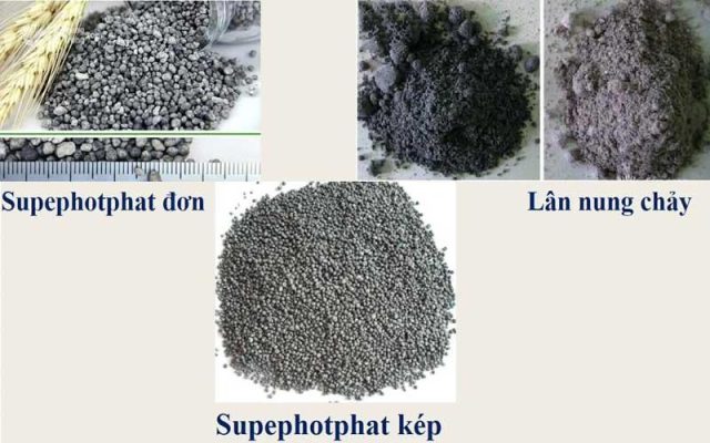 Các loại phân lân gồm những loại nào