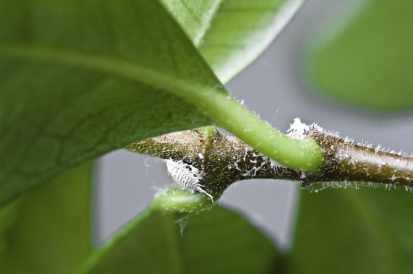 Sâu bệnh thường gặp ở hoa nhài sao