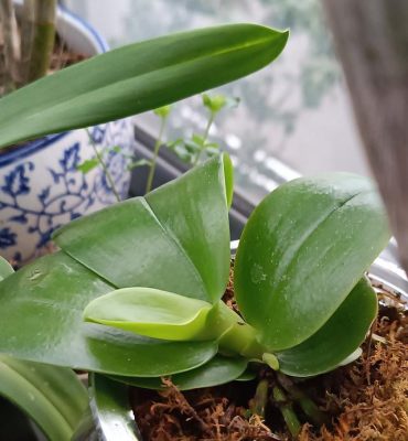 Cách chọn phân bón cho lan gian đoạn phát triển thân lá