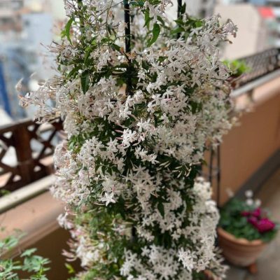 Kỹ thuật trồng cây hoa nhài sao