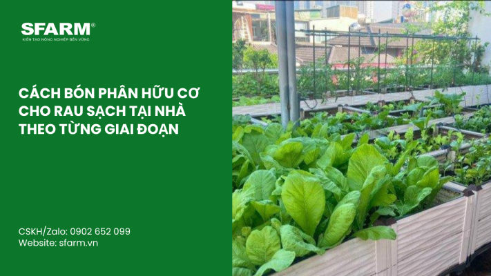 Cat Tia Cay Viet Quat Dung Cach Thoi Diem Ky Thuat Va Nhung Luu Y Quan Trong 1