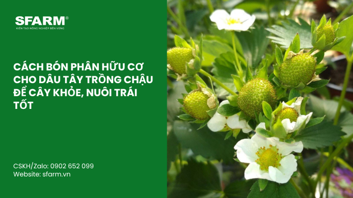Cat Tia Cay Viet Quat Dung Cach Thoi Diem Ky Thuat Va Nhung Luu Y Quan Trong 2