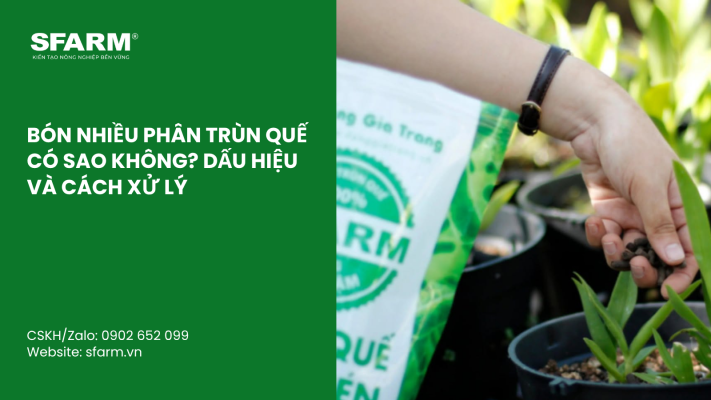 Cat Tia Cay Viet Quat Dung Cach Thoi Diem Ky Thuat Va Nhung Luu Y Quan Trong 25
