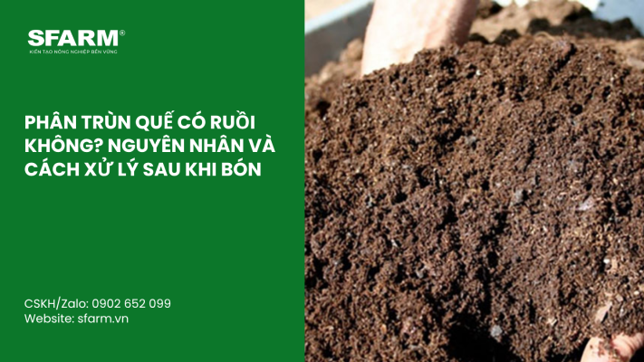 Cat Tia Cay Viet Quat Dung Cach Thoi Diem Ky Thuat Va Nhung Luu Y Quan Trong 27