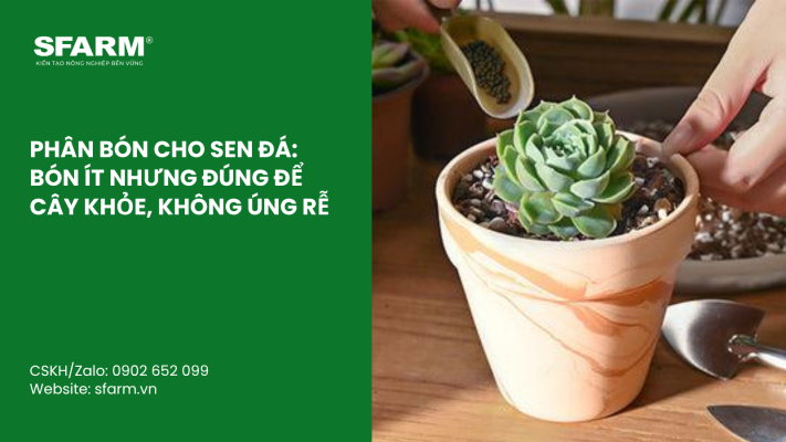 Cat Tia Cay Viet Quat Dung Cach Thoi Diem Ky Thuat Va Nhung Luu Y Quan Trong 3