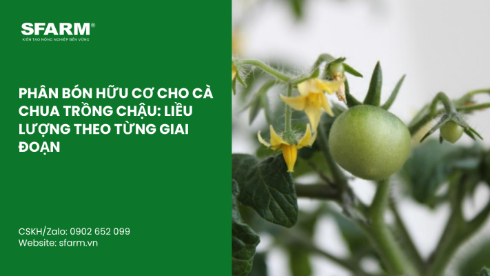 Cat Tia Cay Viet Quat Dung Cach Thoi Diem Ky Thuat Va Nhung Luu Y Quan Trong 4