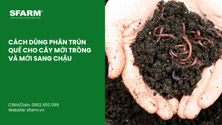 Cat Tia Cay Viet Quat Dung Cach Thoi Diem Ky Thuat Va Nhung Luu Y Quan Trong 48 1