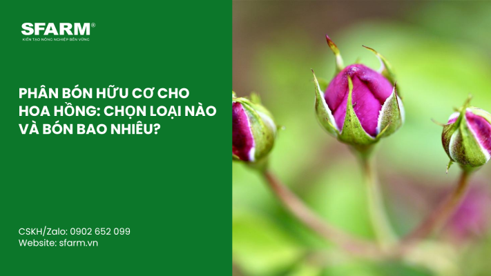 Cat Tia Cay Viet Quat Dung Cach Thoi Diem Ky Thuat Va Nhung Luu Y Quan Trong 48