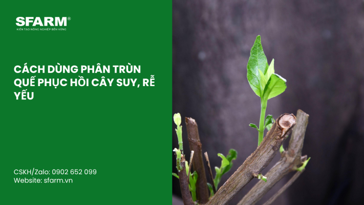 Cat Tia Cay Viet Quat Dung Cach Thoi Diem Ky Thuat Va Nhung Luu Y Quan Trong 50 1