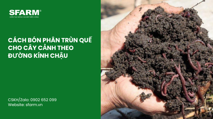 Cat Tia Cay Viet Quat Dung Cach Thoi Diem Ky Thuat Va Nhung Luu Y Quan Trong 52