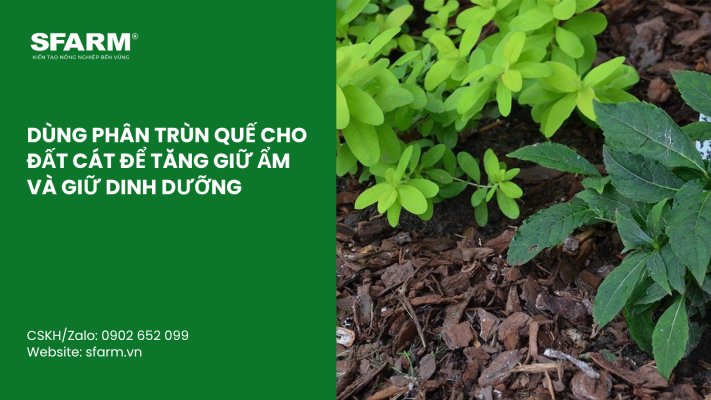 Cat Tia Cay Viet Quat Dung Cach Thoi Diem Ky Thuat Va Nhung Luu Y Quan Trong 55