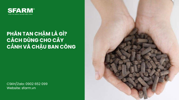 Cat Tia Cay Viet Quat Dung Cach Thoi Diem Ky Thuat Va Nhung Luu Y Quan Trong