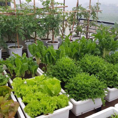 Rau sạch tại nhà cần những nhóm dinh dưỡng nào?
