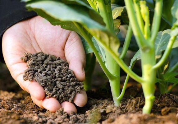 Cách bón phân cho rau sạch tại nhà theo từng giai đoạn