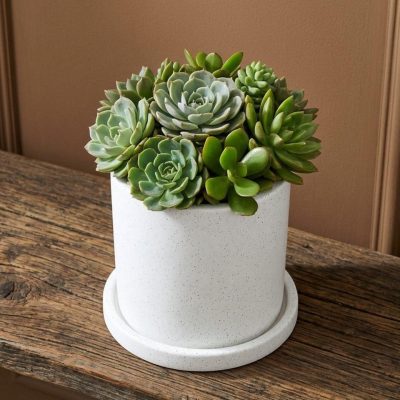 Các loại phân bón cho sen đá phù hợp