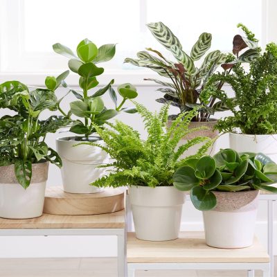 Cách chọn phân bón cây cảnh phù hợp với cây cảnh trong nhà