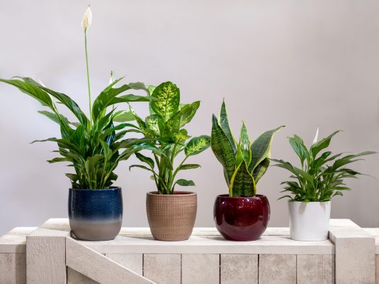 Những cây phù hợp với phân tan chậm