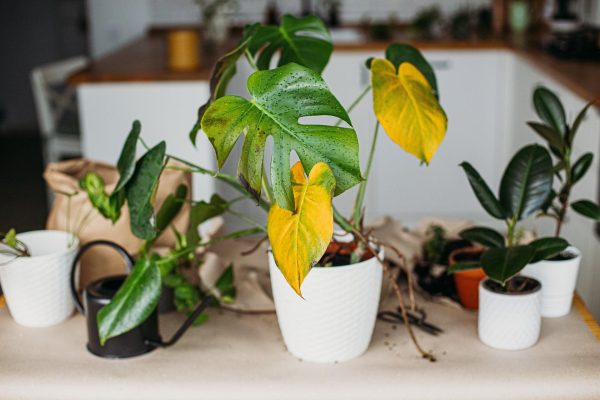 Dấu hiệu cây đang thiếu dinh dưỡng