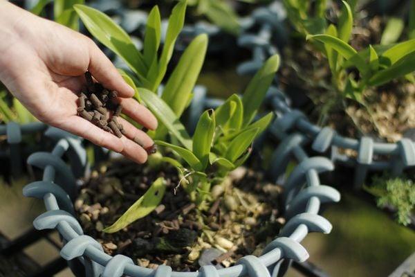 Cách sử dụng phân tan chậm đúng kỹ thuật