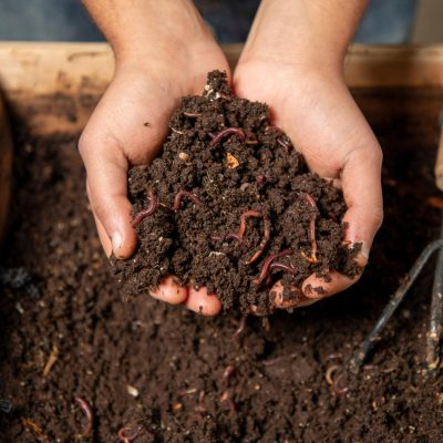 Điểm mạnh của phân trùn quế với đất