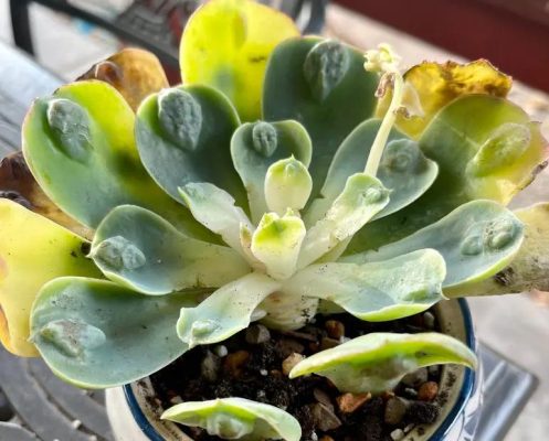 Dấu hiệu sen đá dư phân hoặc úng rễ