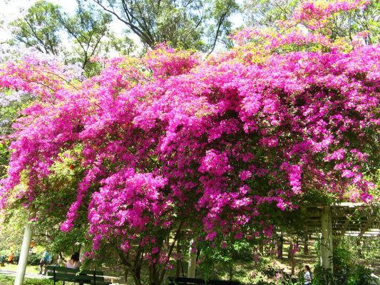 Phân bón cho hoa giấy cần đặc điểm dinh dưỡng gì?