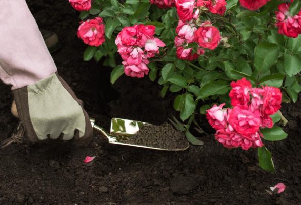 Cách bón tránh sát gốc và xót rễ