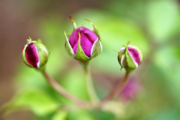 Giai đoạn ra hoa và phát triển nụ