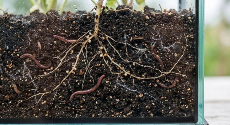 Điểm mạnh phân trùn quế với rễ và hệ vi sinh