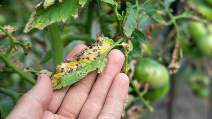 Sai lầm khiến rau cháy rễ, thừa lá hoặc chậm lớn