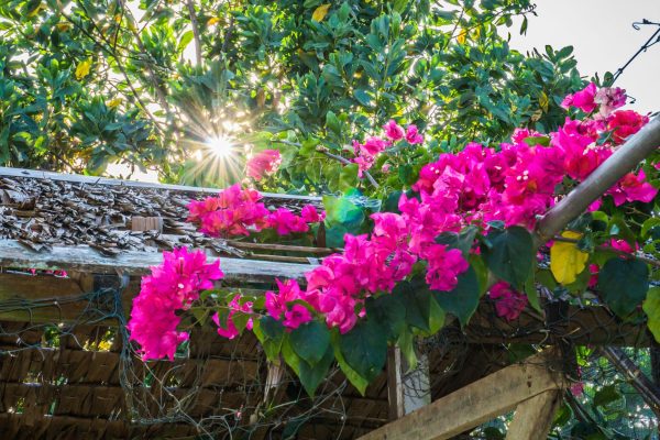 Giai đoạn sau đợt hoa
