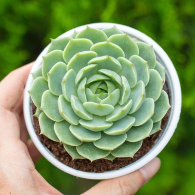 Sen đá có cần bón phân không?