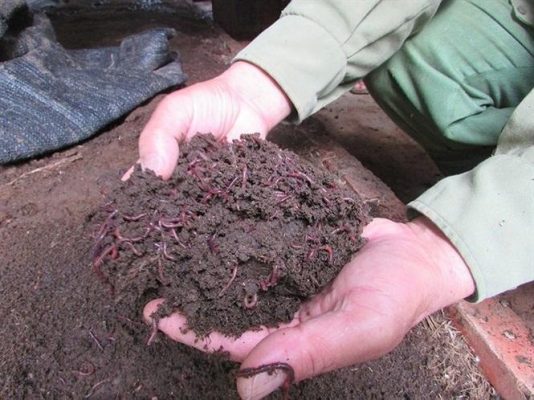 Phân trùn quế thô và tinh khác nhau thế nào và tiêu chí cốt lõi cần hiểu