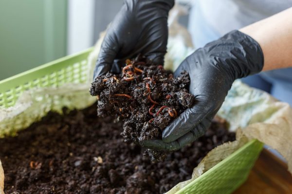 Phân trùn quế và phân hữu cơ vi sinh khác nhau thế nào?