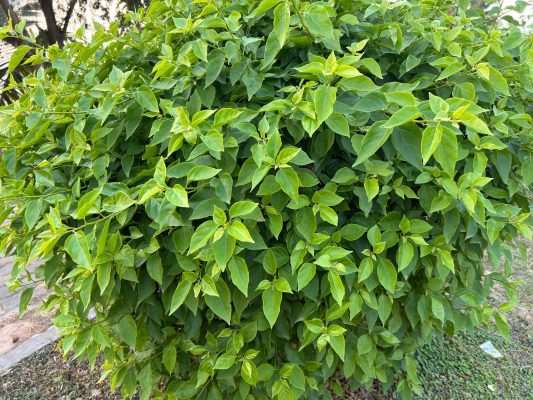 Vì sao hoa giấy tốt lá nhưng ít hoa?
