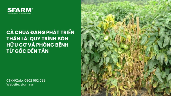 Cat Tia Cay Viet Quat Dung Cach Thoi Diem Ky Thuat Va Nhung Luu Y Quan Trong
