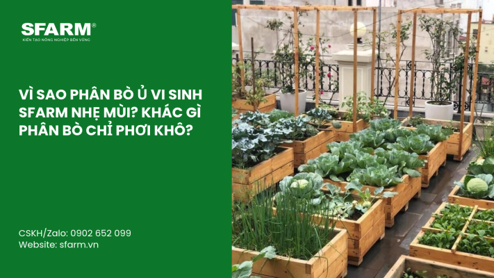 Cat Tia Cay Viet Quat Dung Cach Thoi Diem Ky Thuat Va Nhung Luu Y Quan Trong 1