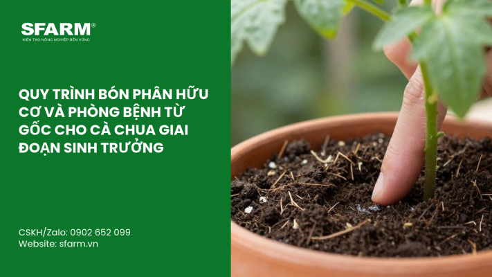 Cat Tia Cay Viet Quat Dung Cach Thoi Diem Ky Thuat Va Nhung Luu Y Quan Trong 11
