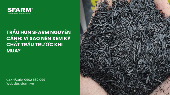 Cat Tia Cay Viet Quat Dung Cach Thoi Diem Ky Thuat Va Nhung Luu Y Quan Trong 19