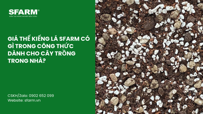 Cat Tia Cay Viet Quat Dung Cach Thoi Diem Ky Thuat Va Nhung Luu Y Quan Trong 2 1