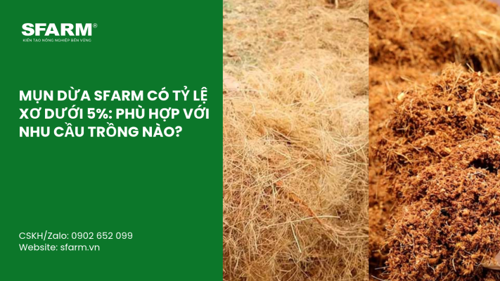Cat Tia Cay Viet Quat Dung Cach Thoi Diem Ky Thuat Va Nhung Luu Y Quan Trong 21