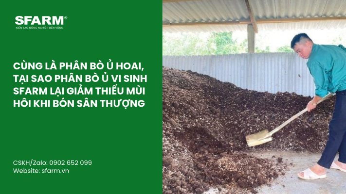 Cat Tia Cay Viet Quat Dung Cach Thoi Diem Ky Thuat Va Nhung Luu Y Quan Trong 5