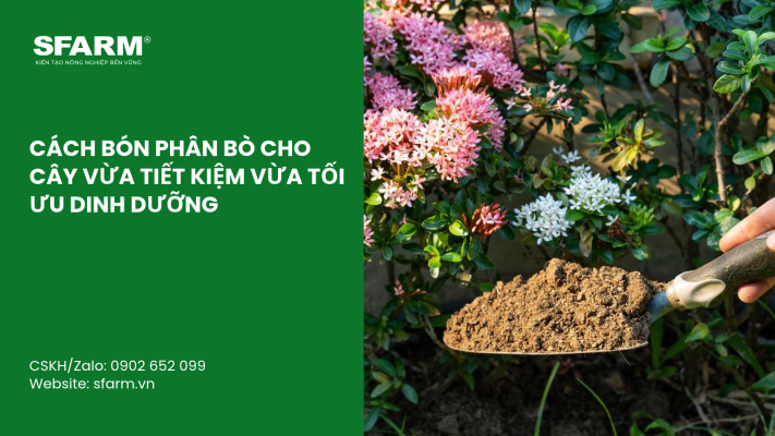 Cat Tia Cay Viet Quat Dung Cach Thoi Diem Ky Thuat Va Nhung Luu Y Quan Trong 7