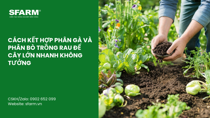 Cat Tia Cay Viet Quat Dung Cach Thoi Diem Ky Thuat Va Nhung Luu Y Quan Trong 8