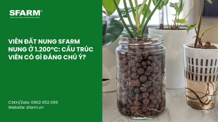 Cat Tia Cay Viet Quat Dung Cach Thoi Diem Ky Thuat Va Nhung Luu Y Quan Trong 9