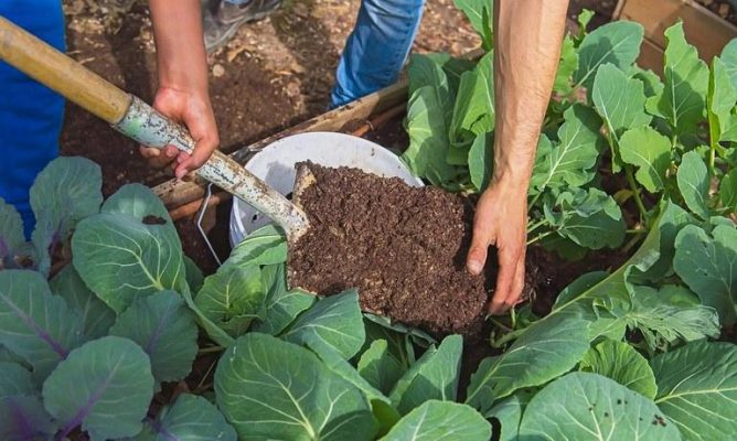 Cách kết hợp phân gà và phân bò trồng rau để đạt hiệu quả?
