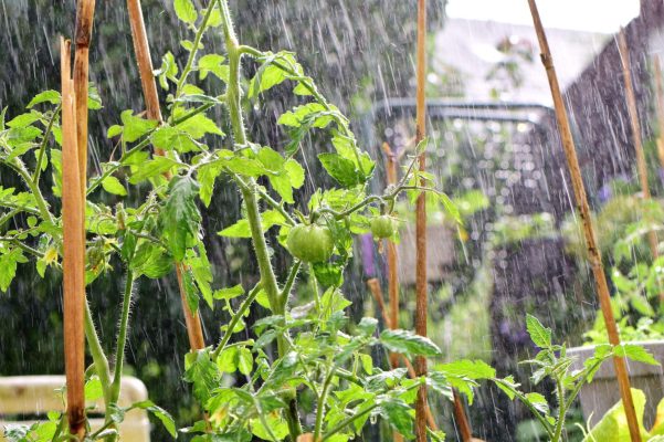 Cách phòng bệnh cà chua mùa mưa để giữa gốc ráo, bảo vệ rễ